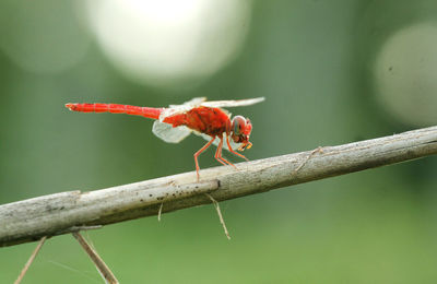 Close-up of insect perching on red leaf