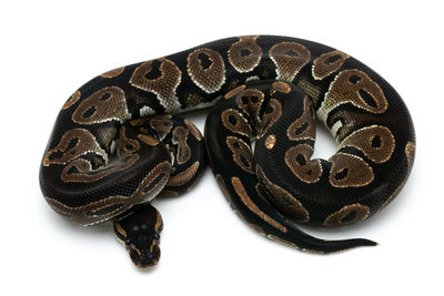 Close-up of a black white background