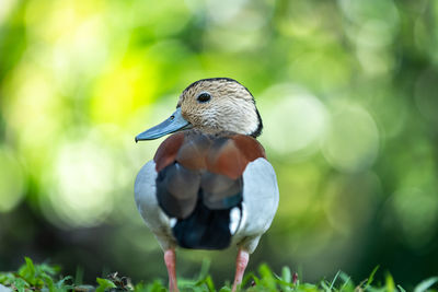 Close-up of bird