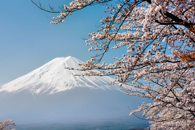 Low angle view of cherry blossom tree against clear sky