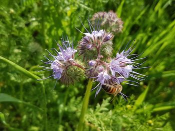 Close-up of purple thistle flowers on field