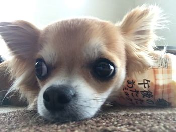 Close-up portrait of dog relaxing at home