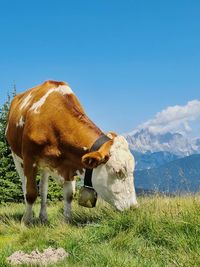 Cow grazing on field against sky