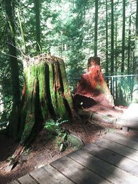 Trees in forest