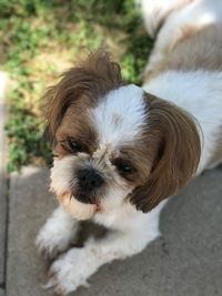 Close-up portrait of dog