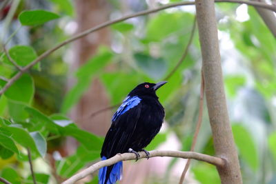 Bird perching on branch