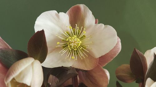 Close-up of flower