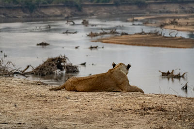 Close-up of a lioness