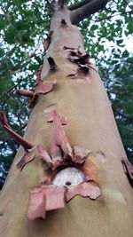 Low angle view of lizard on tree