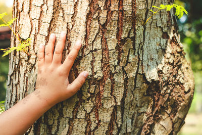 Close-up of hand touching tree trunk