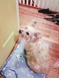 Dog on wooden floor