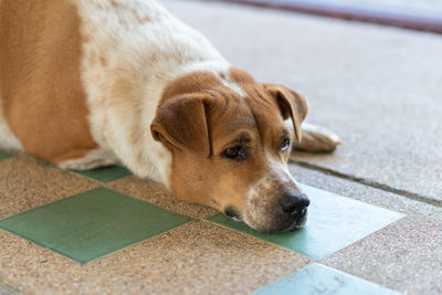 High angle view of dog resting on floor