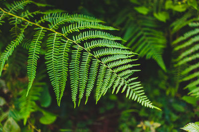 Close-up of fern leaves on tree in forest