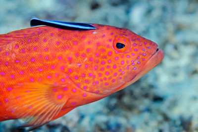 Close-up of fish in sea