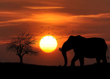 Silhouette of elephant on field against orange sky