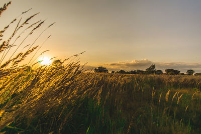 Scenic view of field against sky at sunset