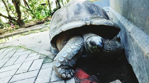 Close-up of a turtle