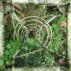 Plants growing on field