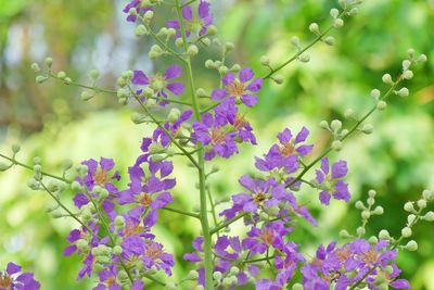 Close-up of flowers blooming on tree