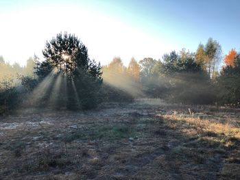 Sunlight streaming through trees on field against sky