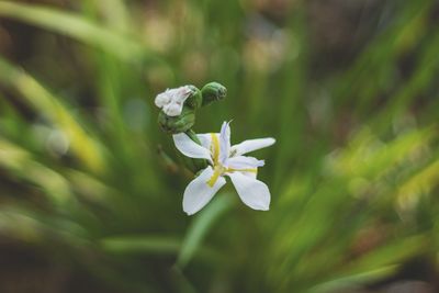 Close-up of white flowering plant