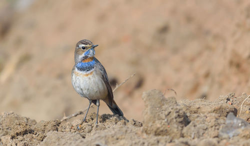 Close-up of a bird perching on a land