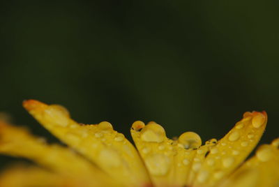 Close-up of wet yellow flower against black background