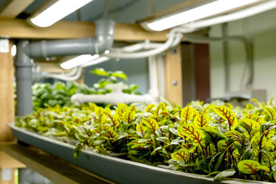 City farm for growing microgreens. eco-friendly small business. baby leaves, phyto lamp.