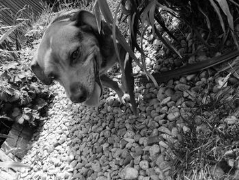 Tilt shot of dog by plant in back yard