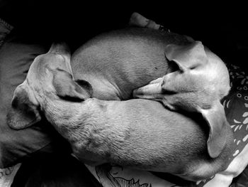 Close-up of puppy sleeping