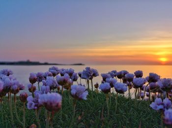 Close-up of purple flowering plants on field against sky during sunset