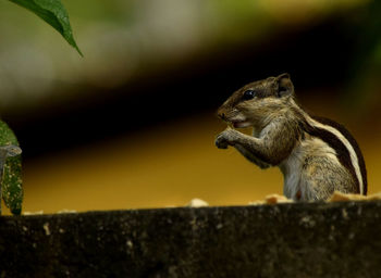 Close-up of squirrel