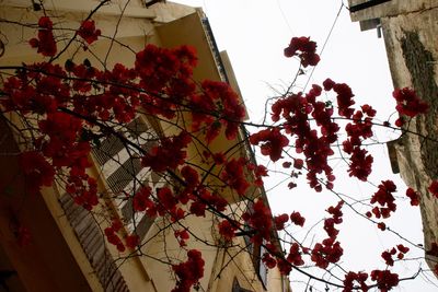 Low angle view of flowers