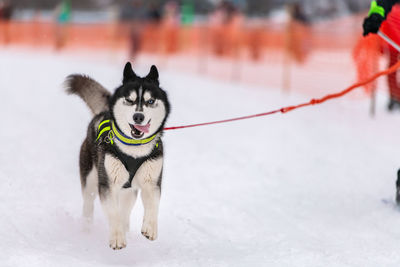 View of a dog on snow