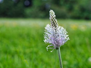 Close-up of purple flowering plant on field