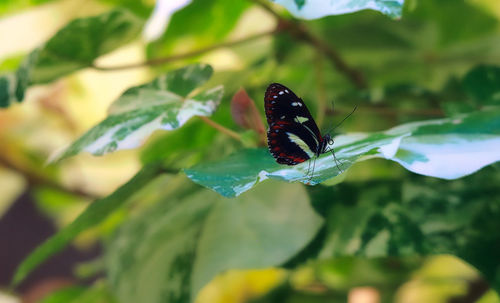 butterfly