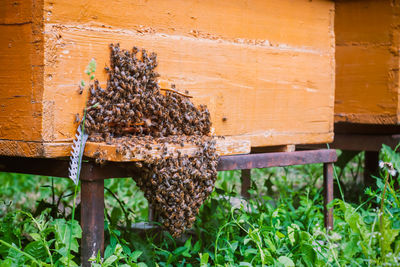 Low view of beehive with stack of bees at entrance