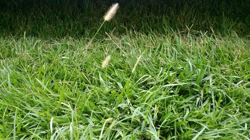 Close-up of grass on field