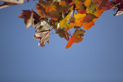 Low angle view of autumnal tree against clear blue sky
