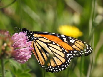 Close-up of butterfly pollinating on pink flower