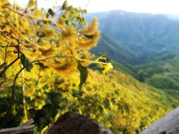 Close-up of yellow flowers on landscape