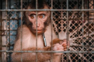 Portrait of monkey in cage