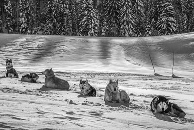 Siberian husky dogs relaxing on snowy field during sunny day