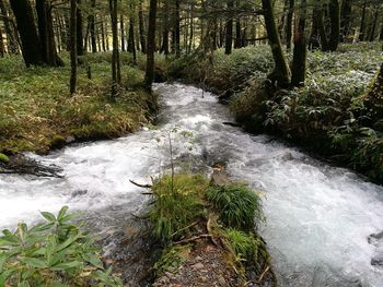 Stream flowing through rocks in forest