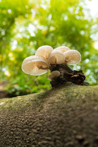 Close-up of mushroom growing on tree