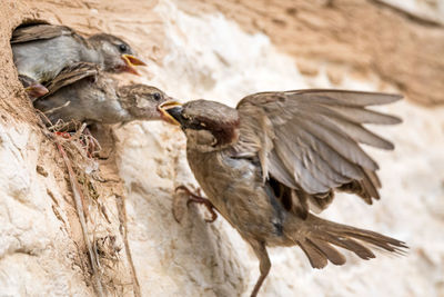 Close-up of birds flying