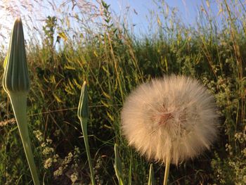 Close-up of dandelion growing on field