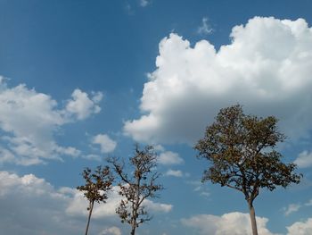 Low angle view of flowering tree against blue sky