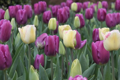 Close-up of pink tulips