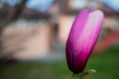 Close-up of pink crocus flower